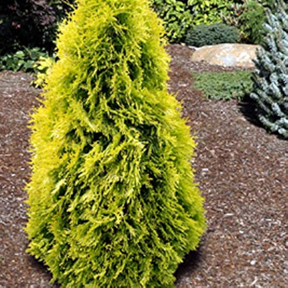 American (Golden Thuja occidentalis Aurea) for planting in garden
